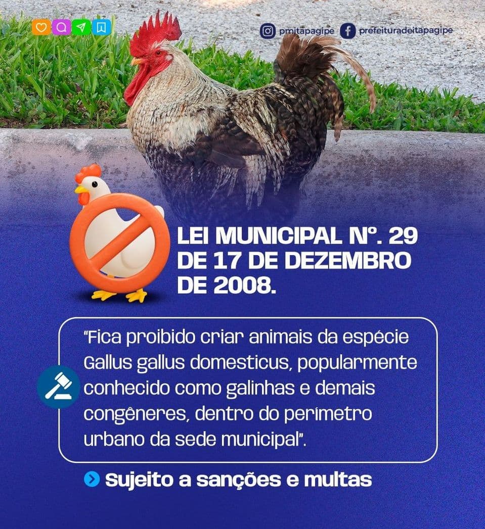 Prefeitura de Itapagipe Reforça Proibição da Criação de Aves na Zona Urbana