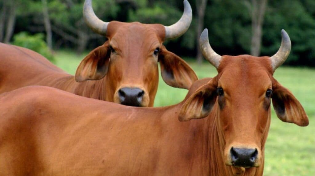 Produtor rural registra furto de 22 cabeças de gado em São Francisco de Sales
