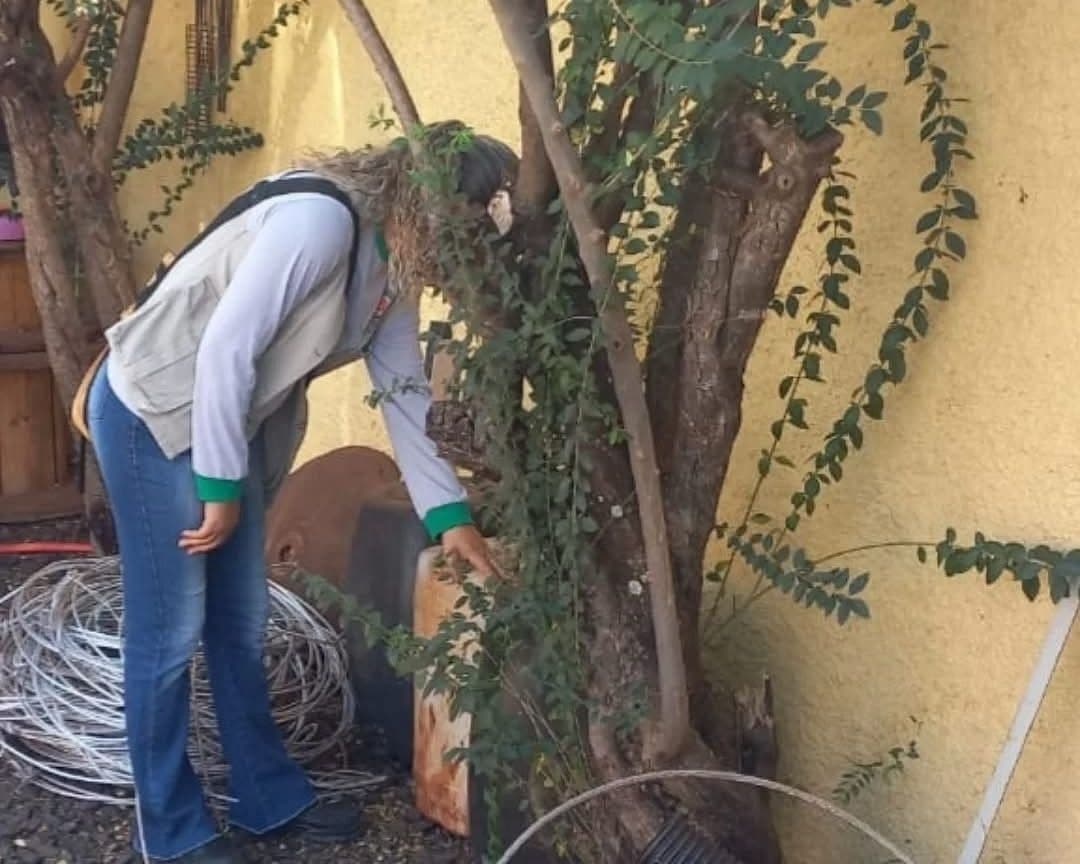 Frutal registra queda drástica na infestação do mosquito da dengue e reforça alerta para o período chuvoso 🦟