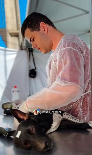 Inscrições abertas para castração de cães e gatos em Prata