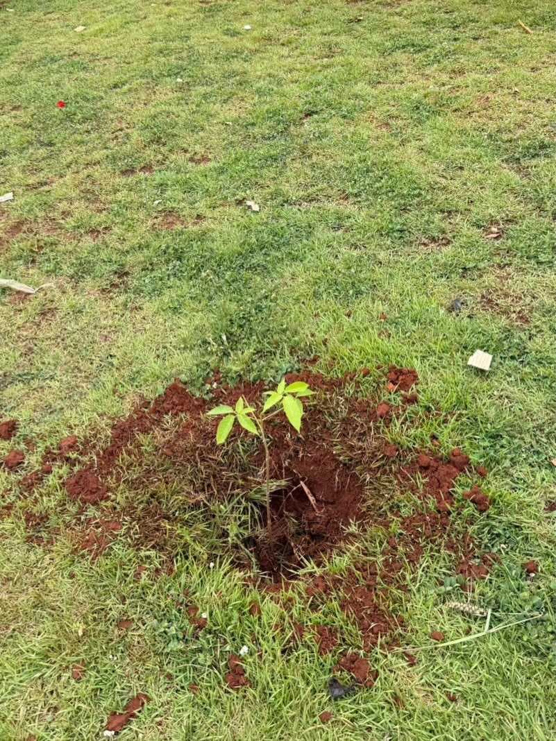 Planura amplia arborização com plantio de árvores em novos pontos da cidade